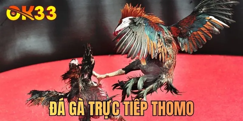 Đá gà trực tiếp Thomo