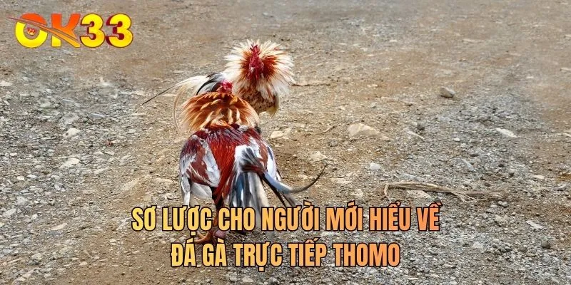 Sơ lược cho người mới hiểu về đá gà trực tiếp Thomo