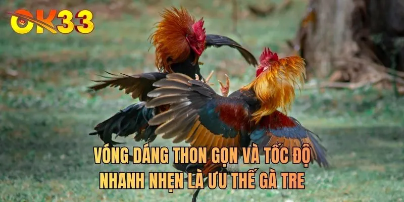 Vóng dáng thon gọn và tốc độ nhanh nhẹn là ưu thế gà tre
